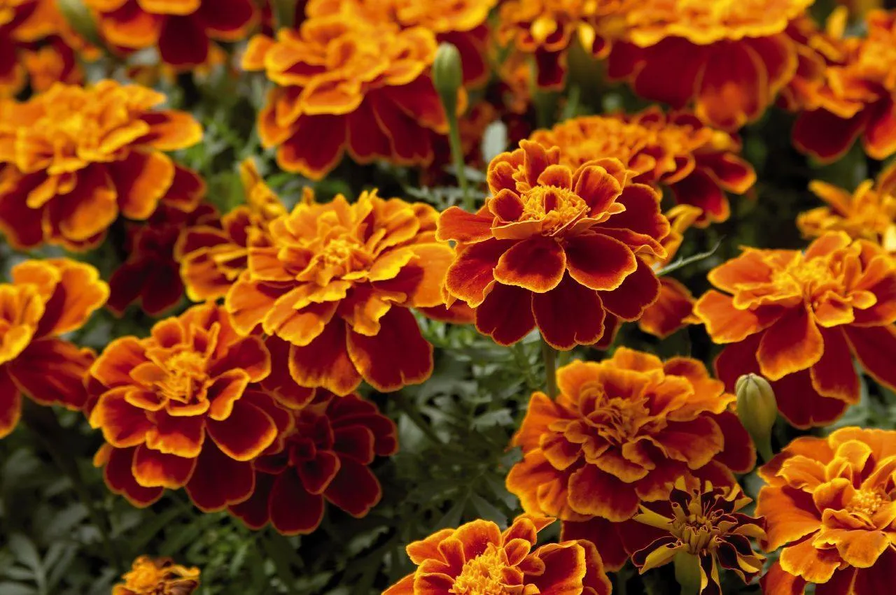Marigold French Safari Scarlet Flower Seeds