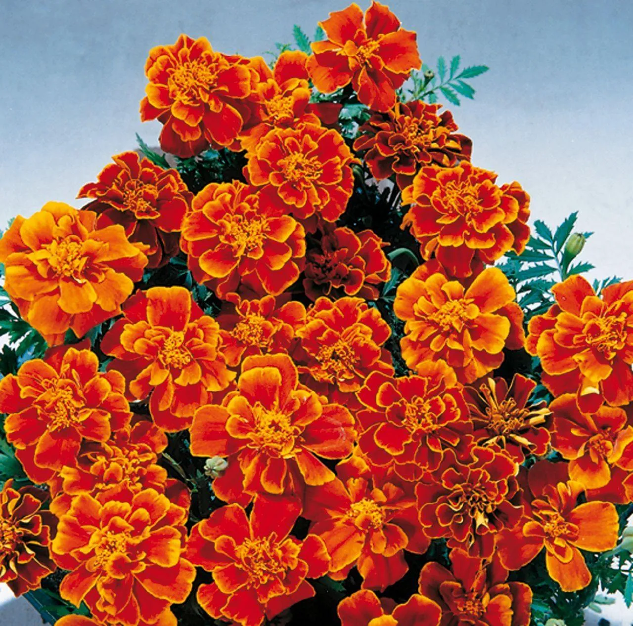 Marigold French Safari Scarlet Flower Seeds